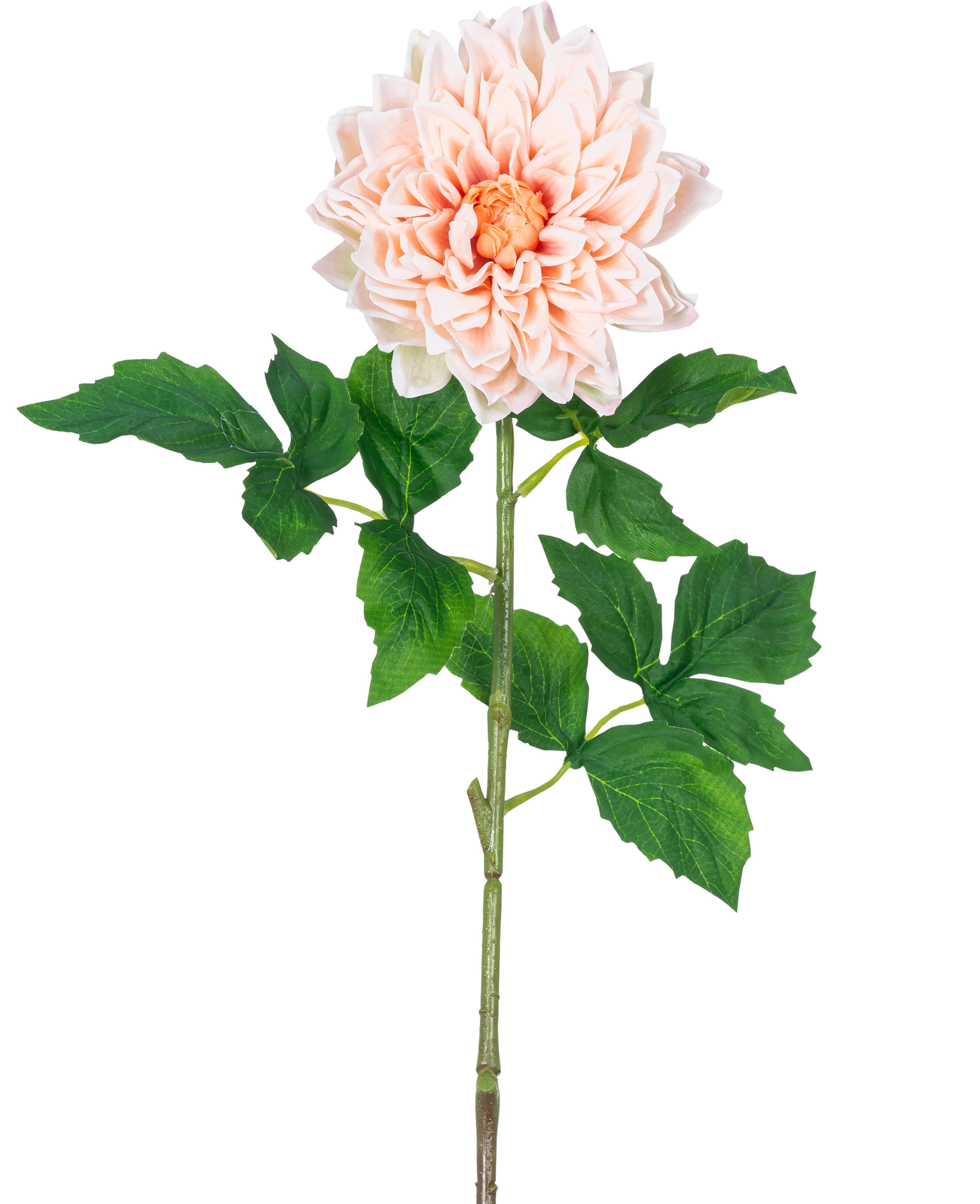 Miniatuur 1