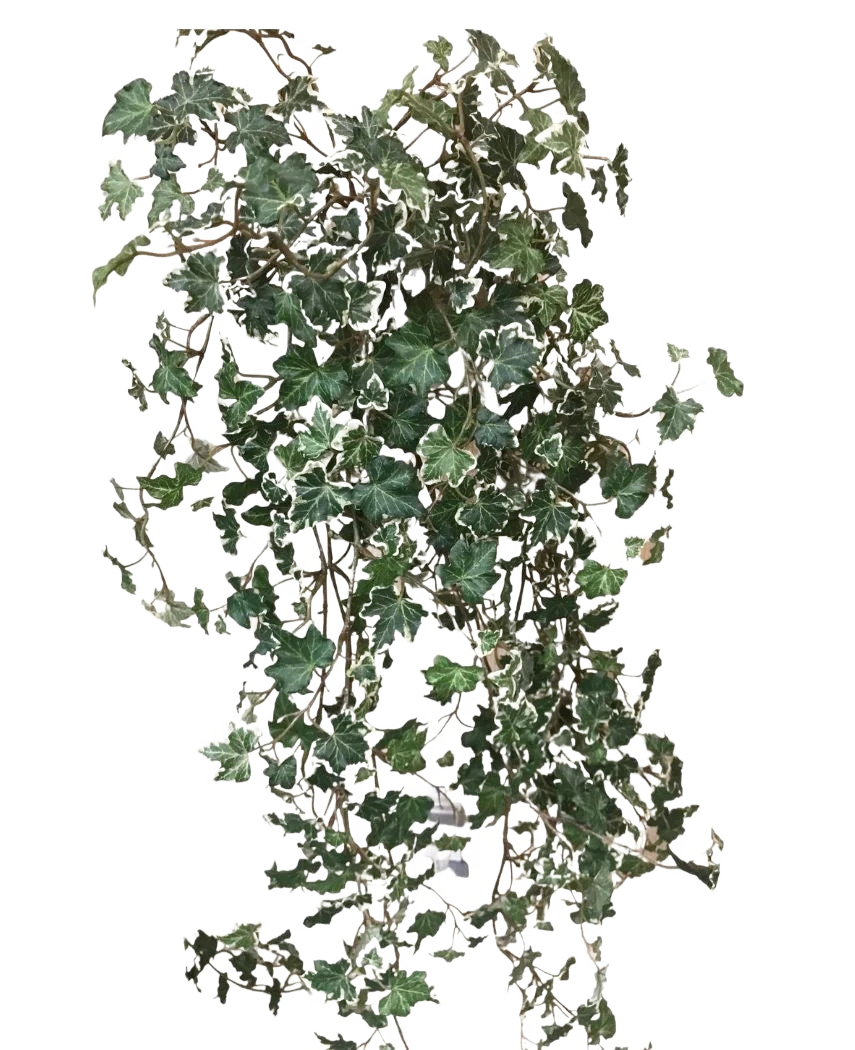 Miniatuur 1