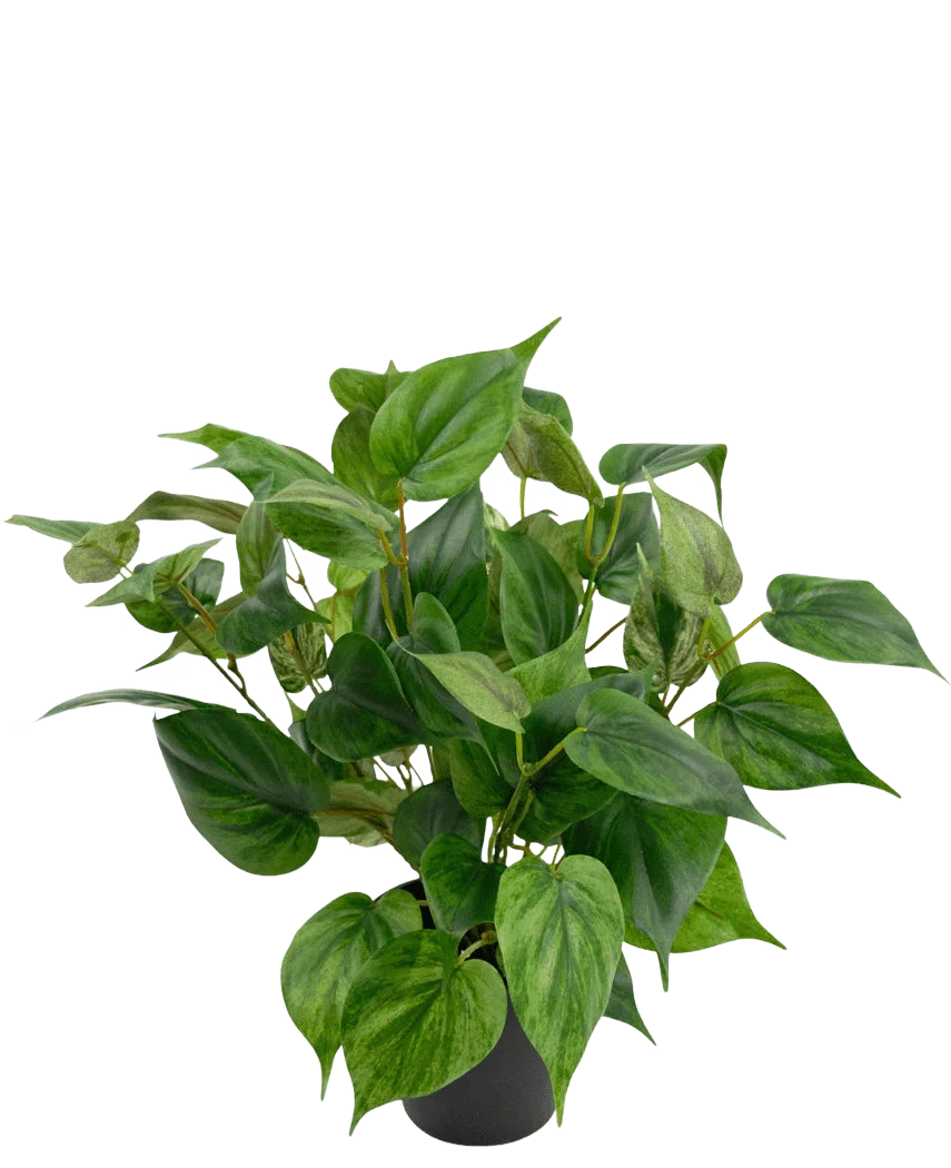 Miniatuur 1