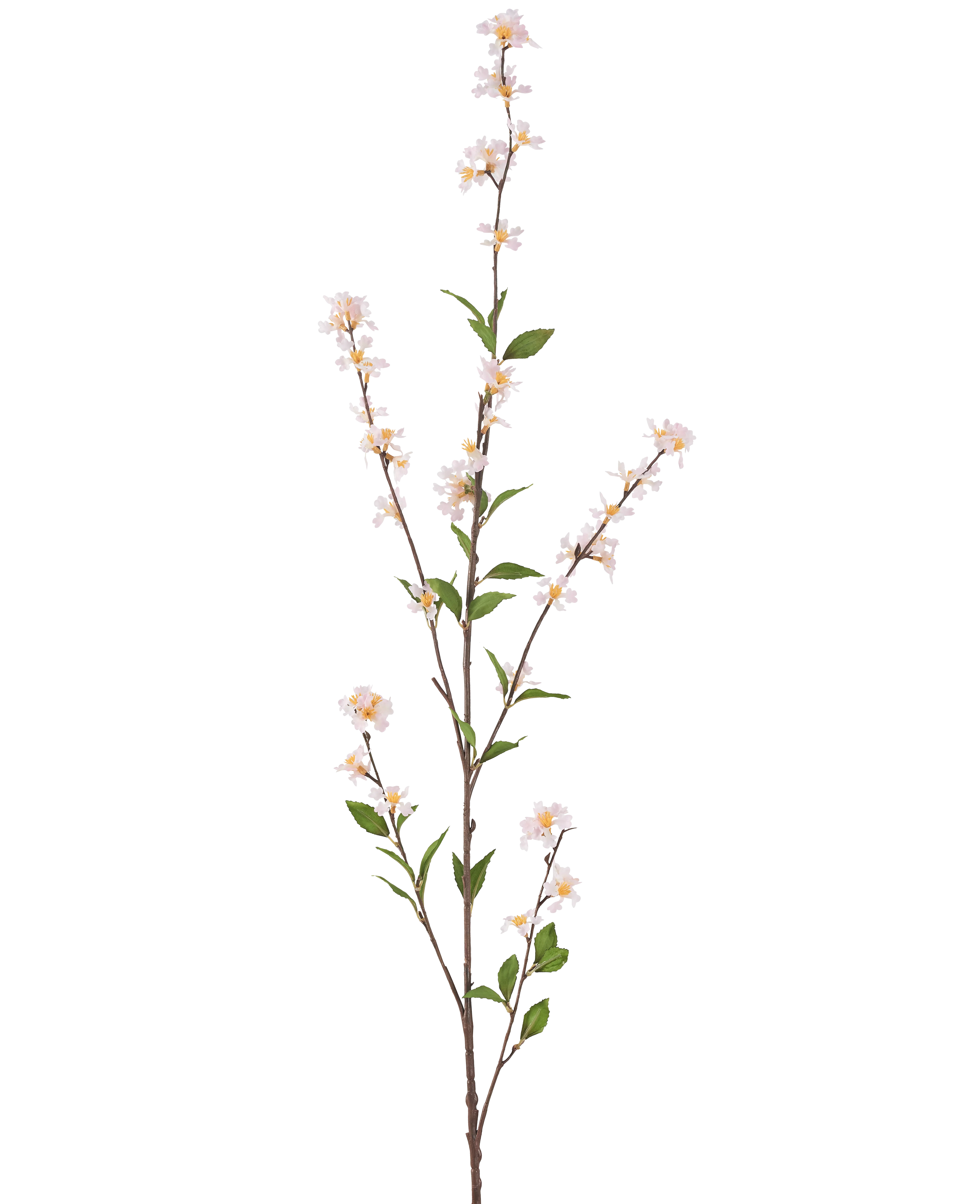 Miniatuur 1