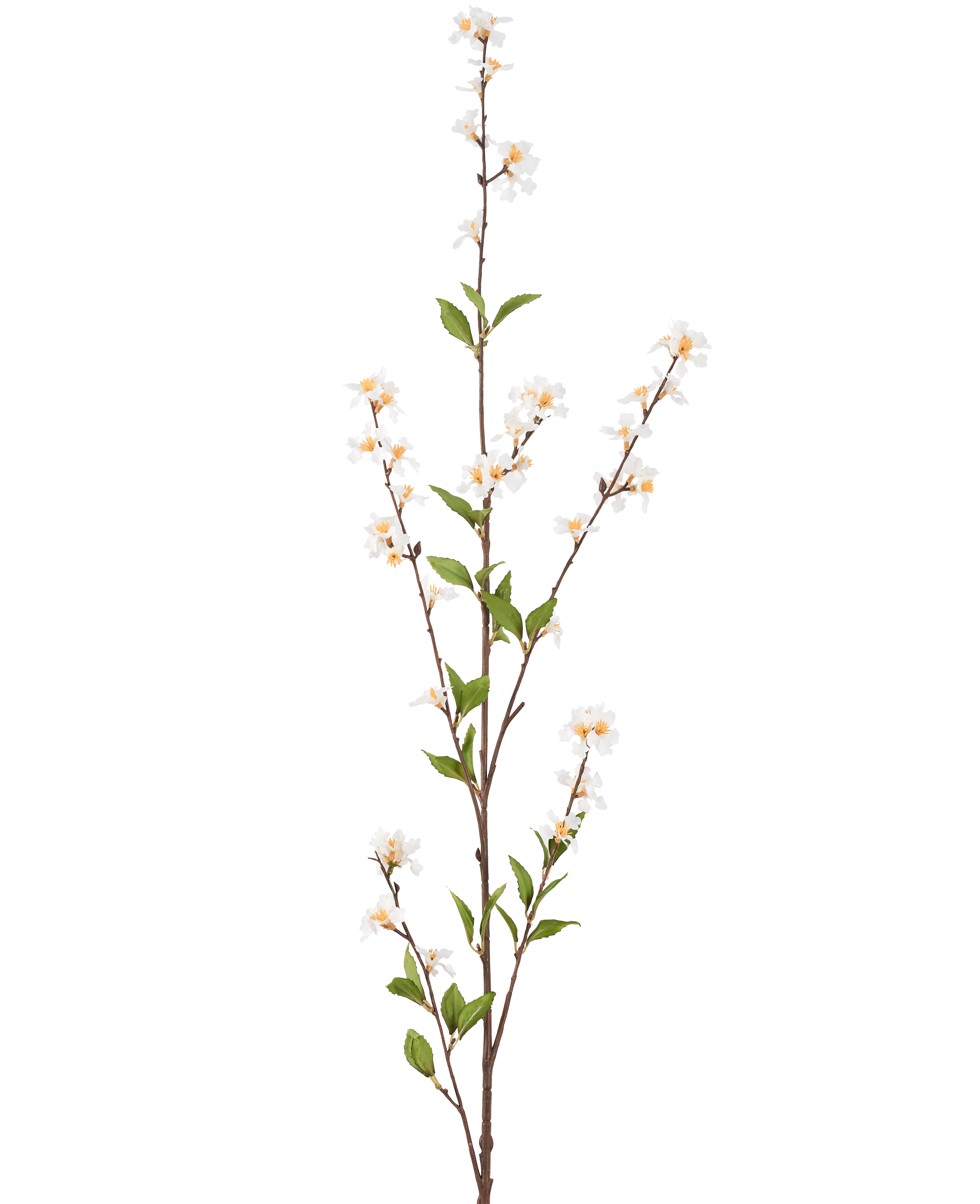 Miniatuur 1