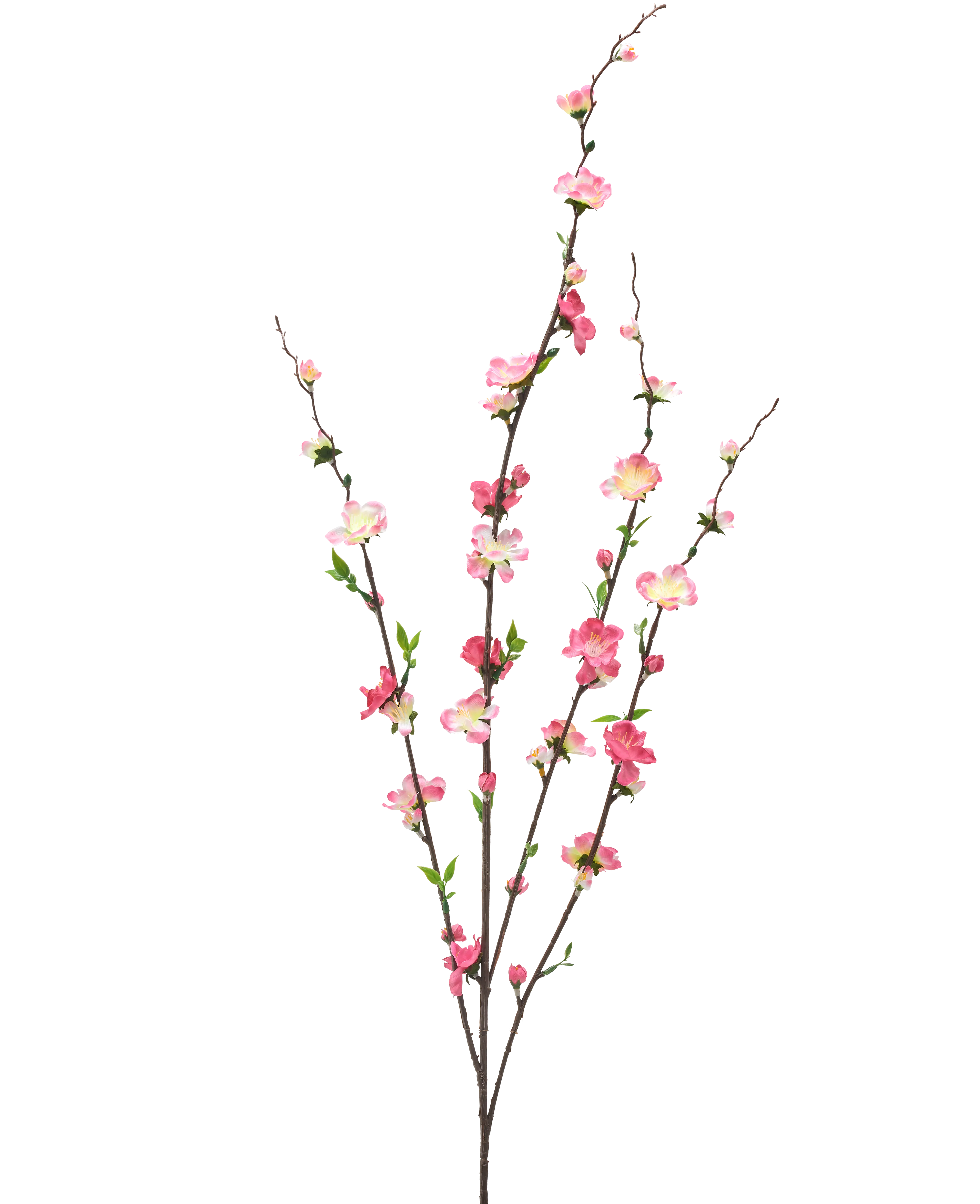 Miniatuur 1