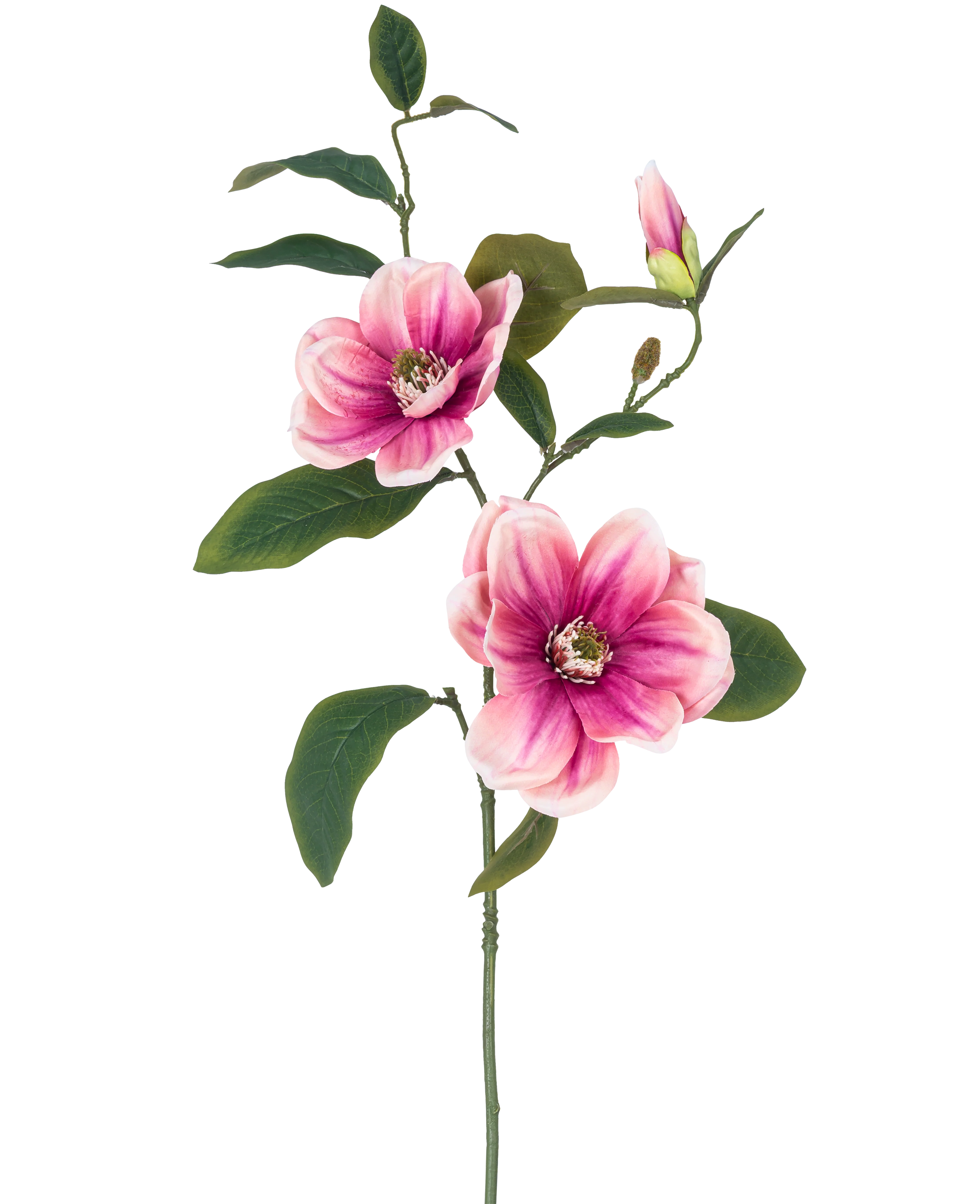 Miniatuur 1