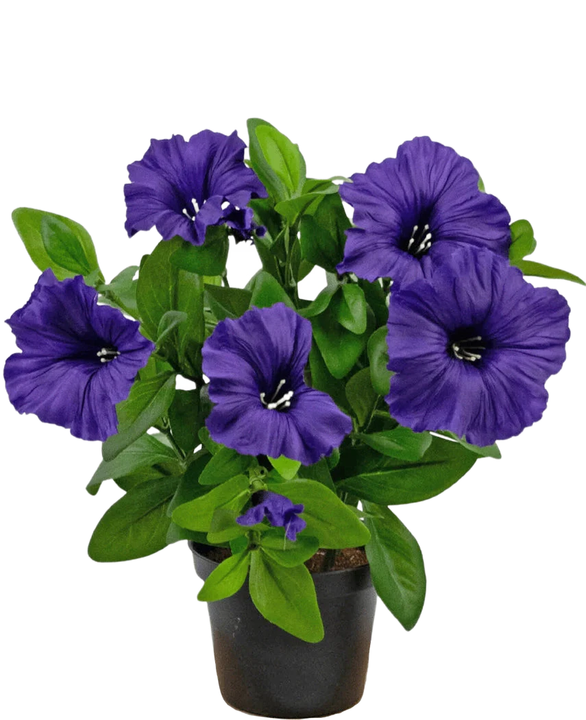 Miniatuur 1