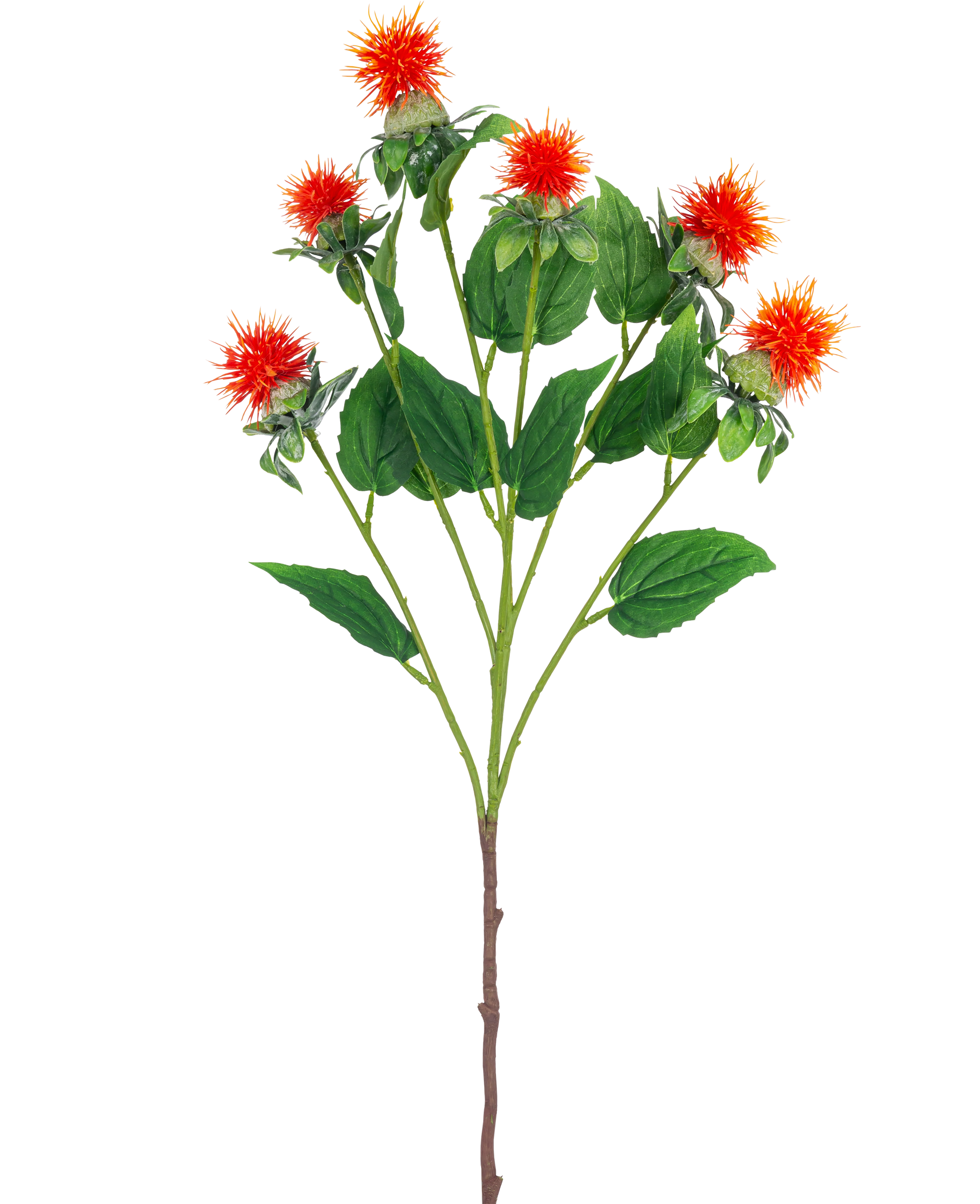 Miniatuur 1