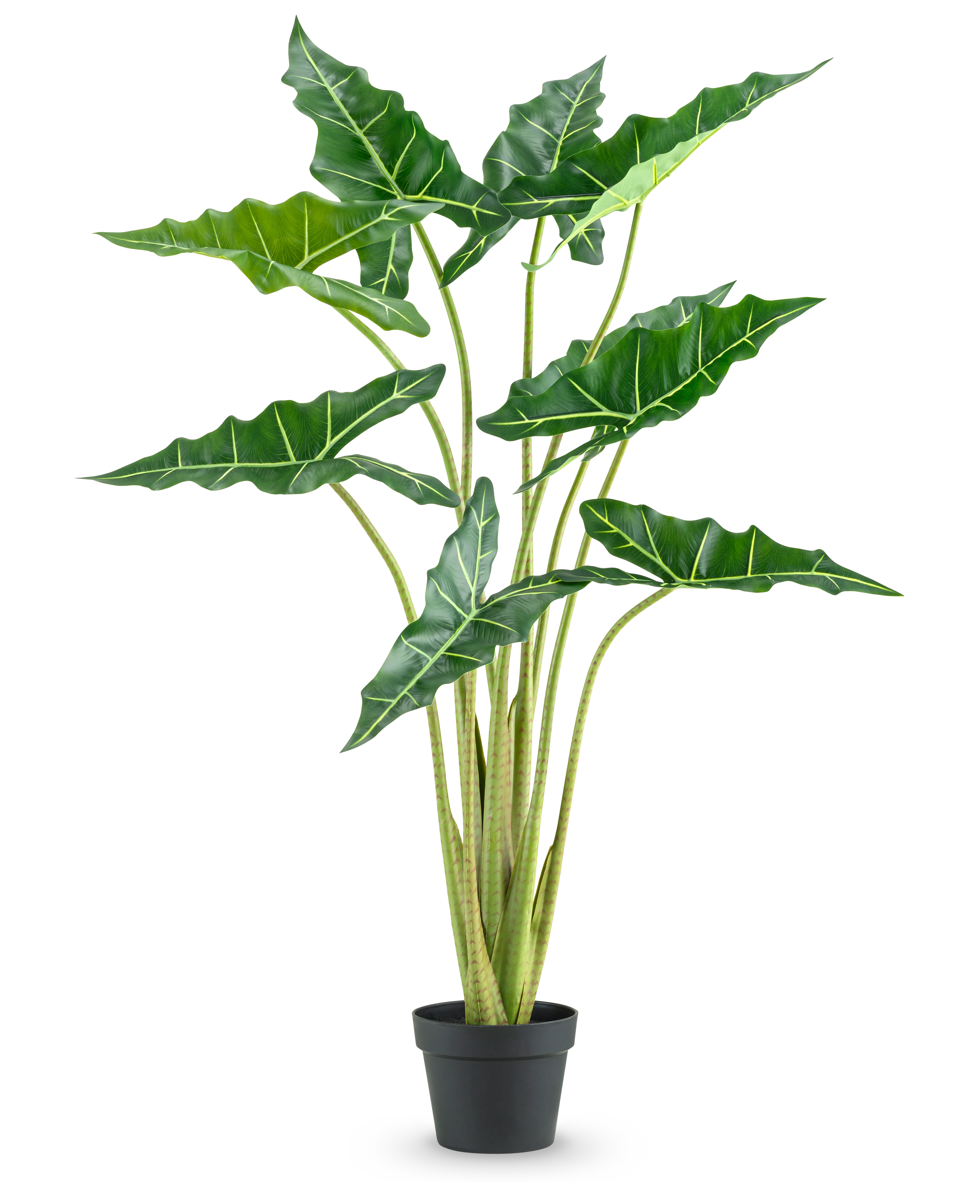 Miniatuur 1