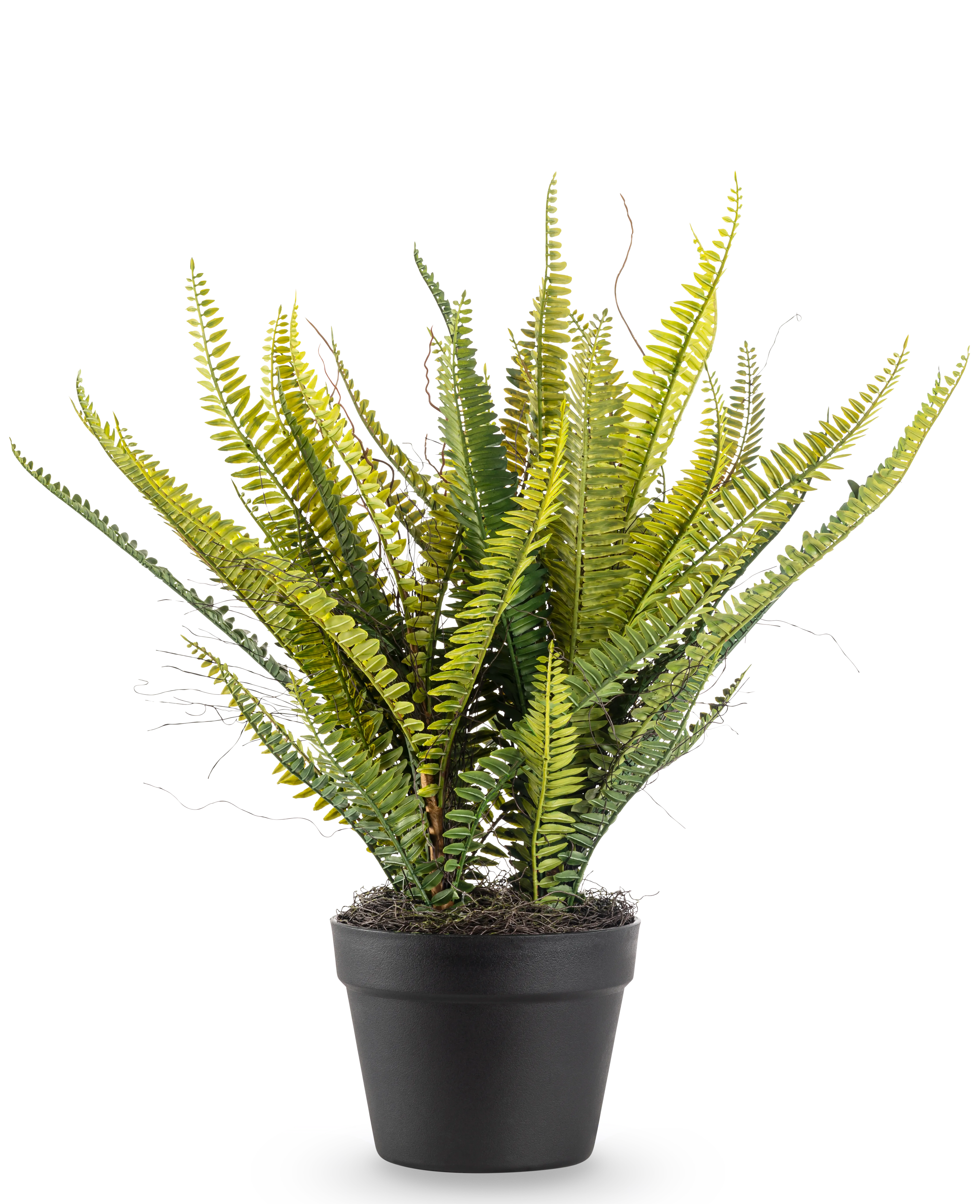 Miniatuur 1