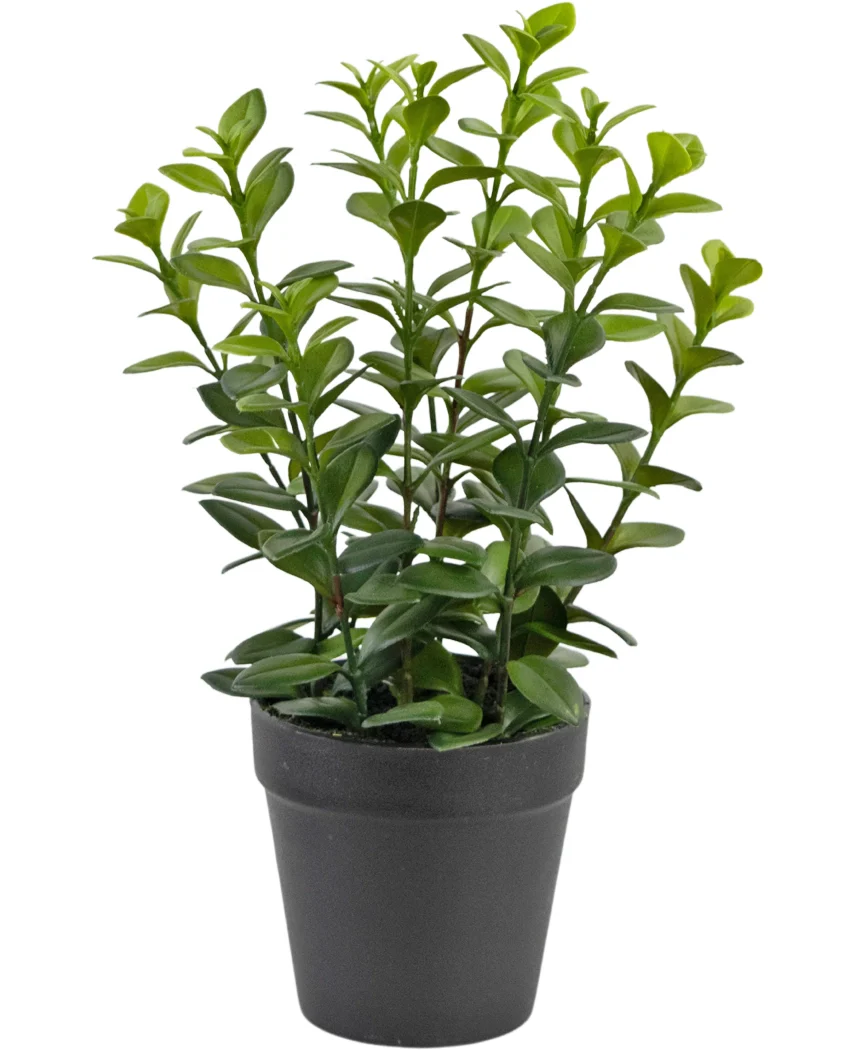 Miniatuur 1