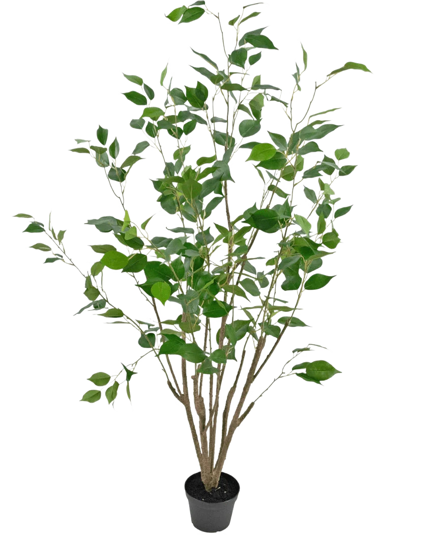 Miniatuur 1