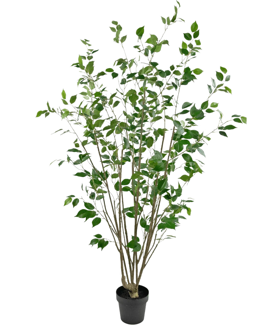 Miniatuur 1