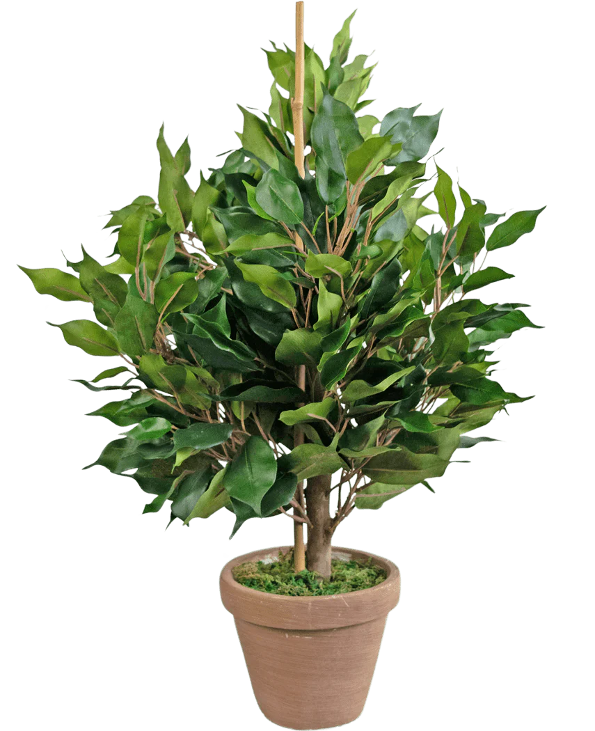Miniatuur 1