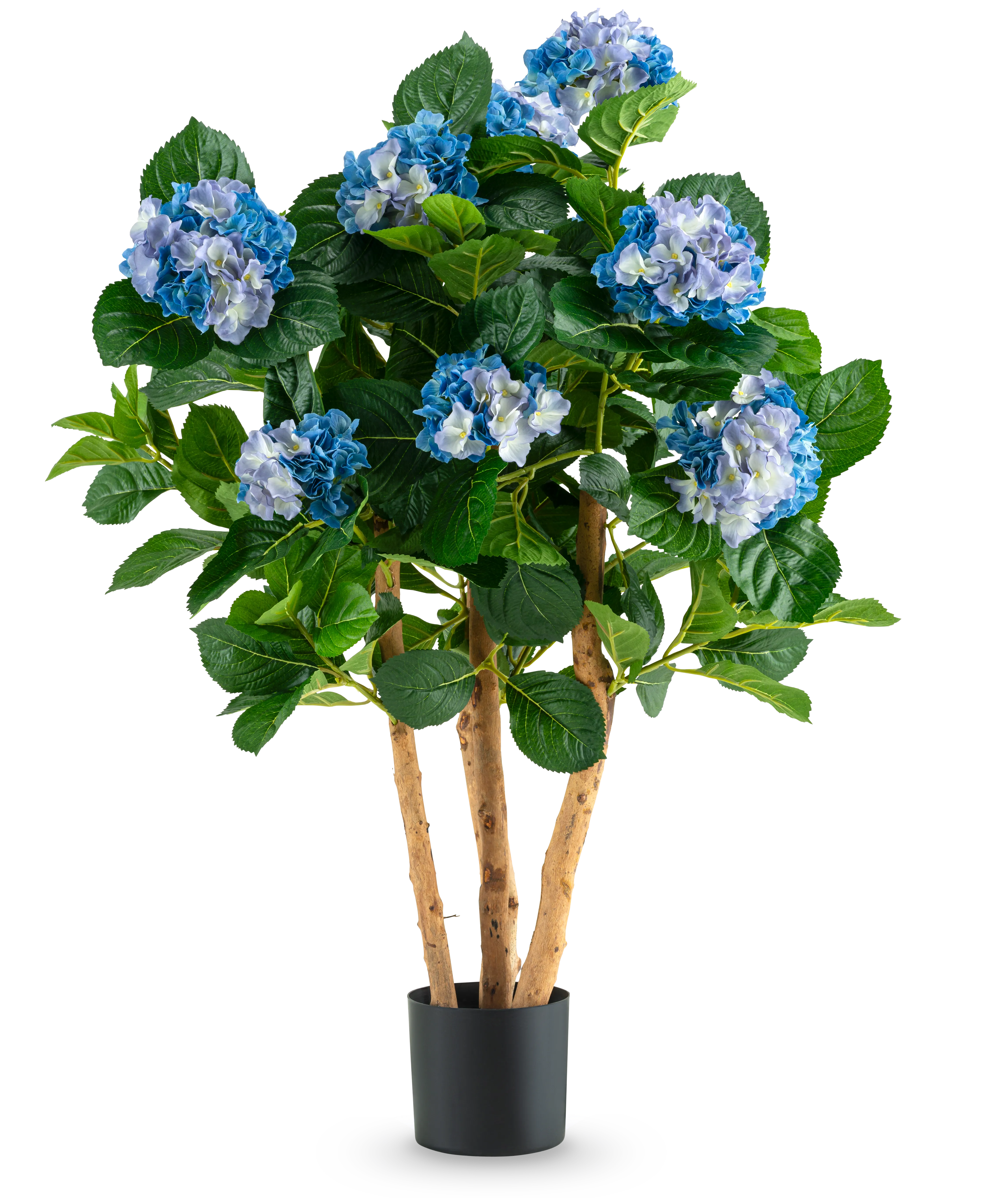Miniatuur 1