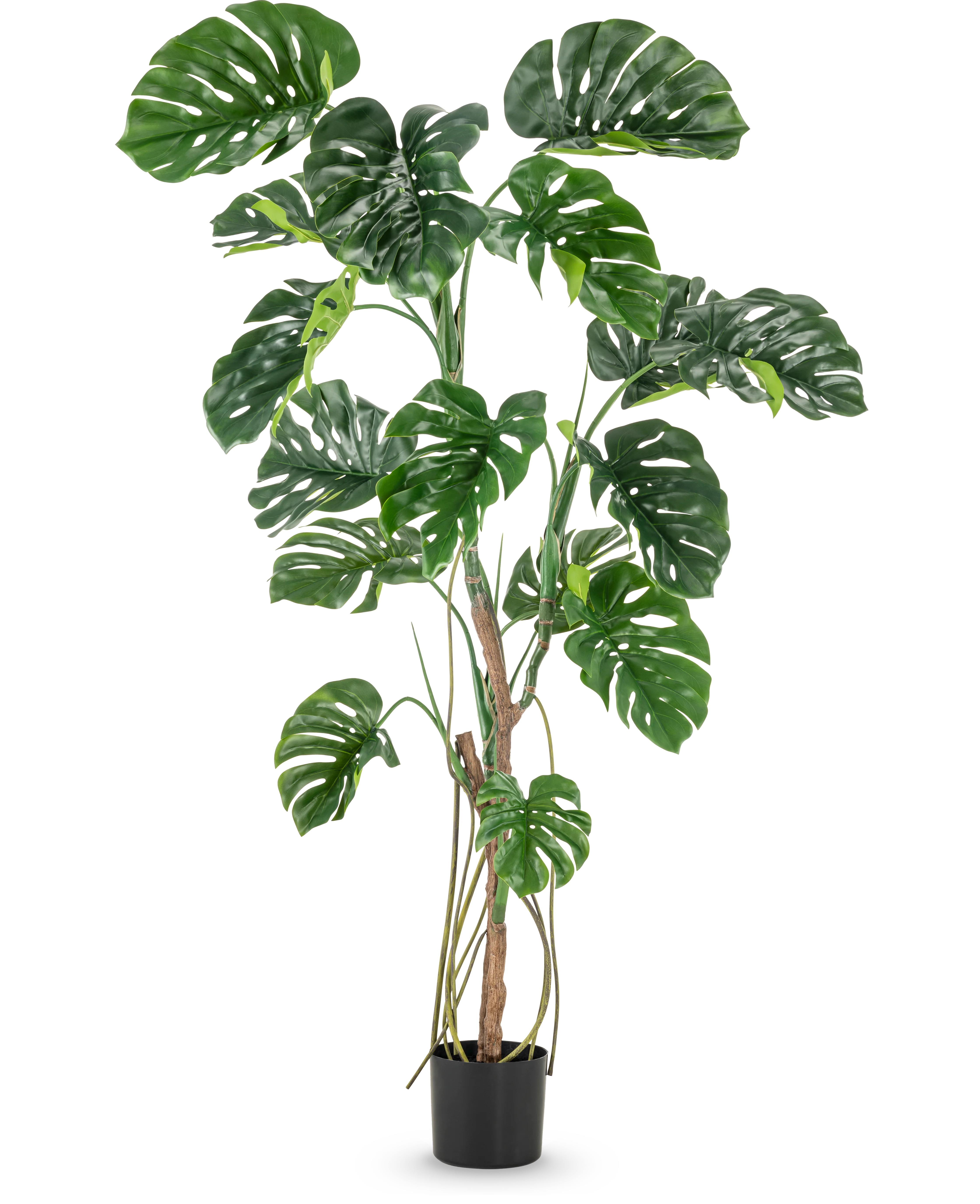 Miniatuur 1