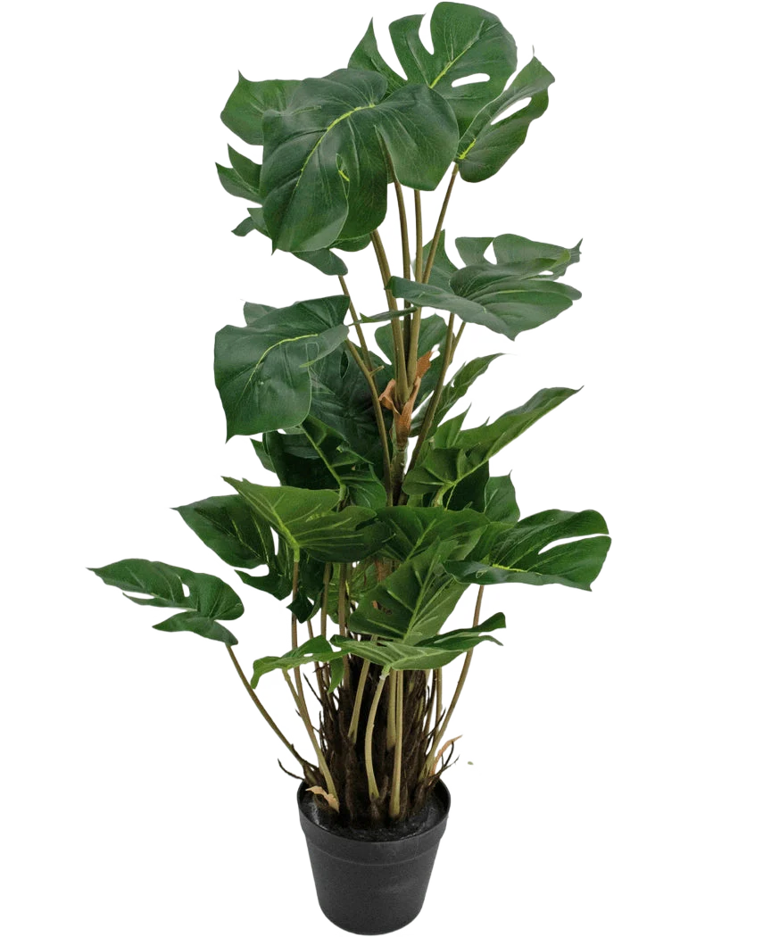 Miniatuur 1