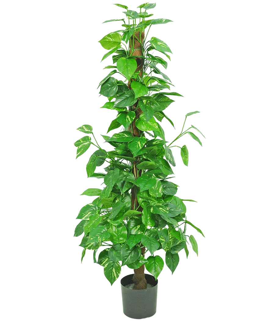 Miniatuur 1