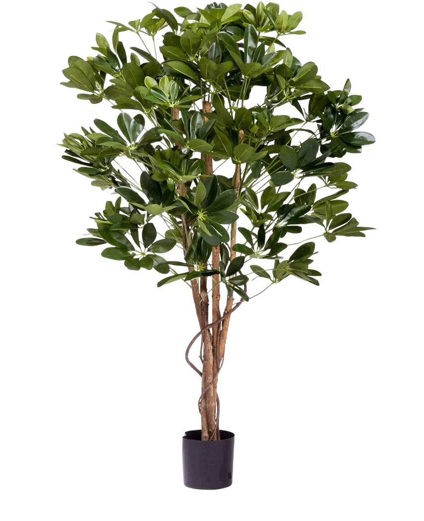 Miniatuur 1