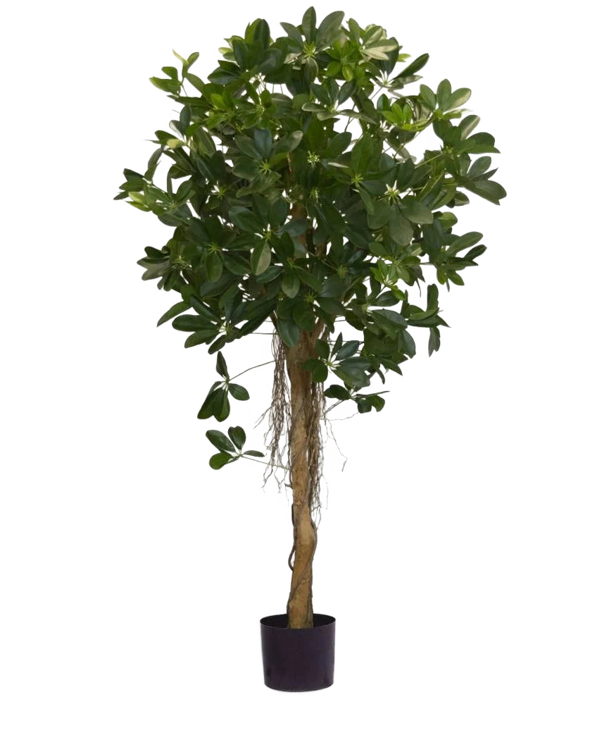 Miniatuur 1