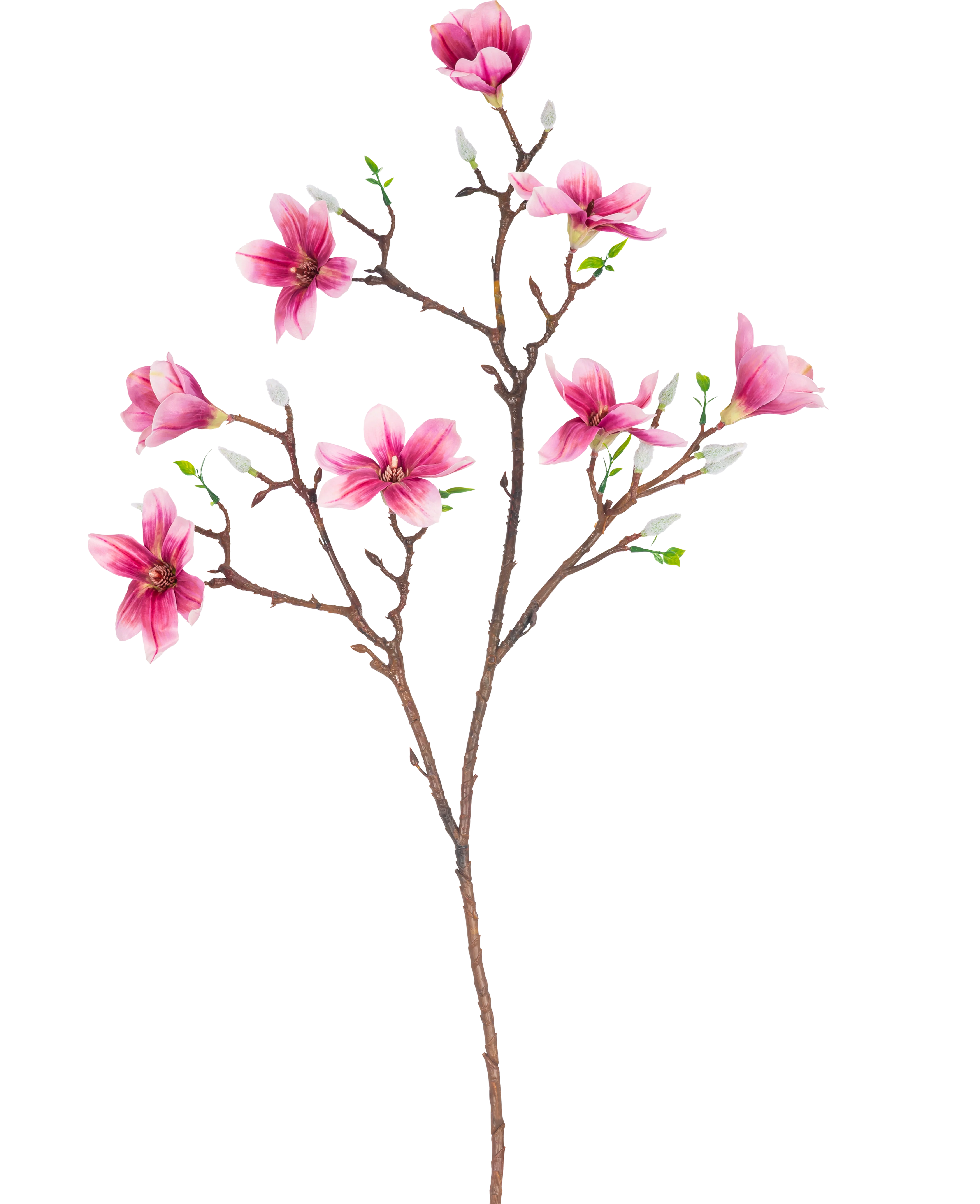 Miniatuur 1